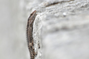 Podarcis muralis, Common wall lizard on stone wall