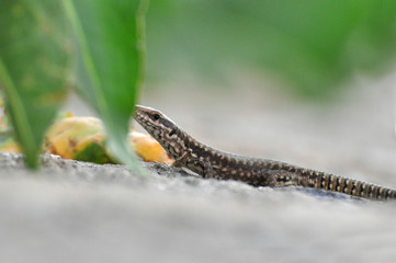 Podarcis muralis, Common wall lizard on stone wall