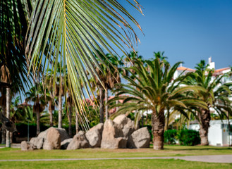 Palm trees in the Costa Adeje resort. Tenerife, Spain