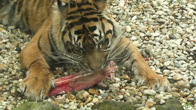 Tiger sumatran eating his lunch, Panthera tigris sumatrae