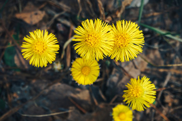 Yellow flowers of coltsfoot in spring forest, top view 