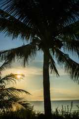 silhouettes of palm trees on the beach on the background of sunrise, sunset