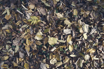 Leaf Texture, Fall Background