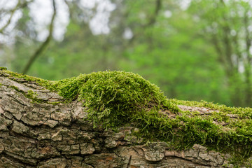 Grünes Moos auf Baum. Bemooster großer Ast. Moos bedeckt großen Ast vor unscharfem Hintergrund im Wald. - 143332665