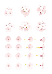 Obraz premium 桜の花 パーツ 3Dイラスト