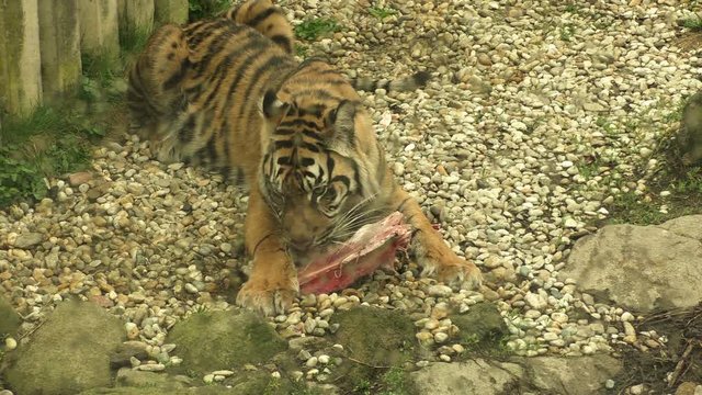 Tiger sumatran eating his lunch, Panthera tigris sumatrae