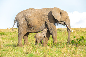 Fototapeta na wymiar Baby elephant suckles mom