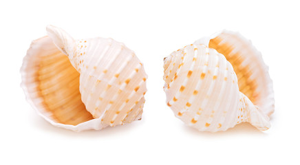 Sea conch shells in a row.