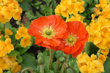 Pavot orange au printemps au jardin