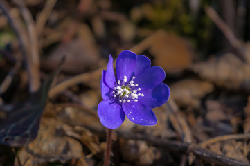 Violet liverwort
