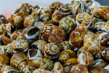 babylonia areolata or Spotted babylon are placed at the seafood market