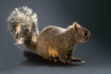 squirrel