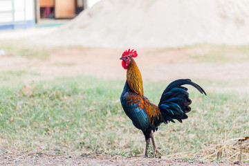 Rooster (Male Chicken) on a nature background