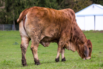 Brahman Cattle Grazing at a Farm