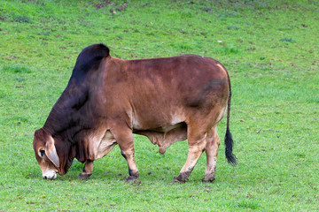Brahman Cattle Grazing on Green Pasture