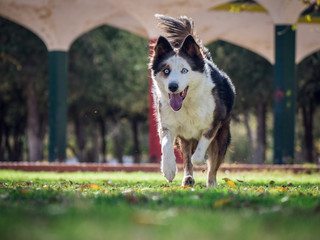 Beautiful dog running toward you, front