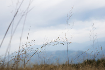 Grass and Mountain Landscape Background 