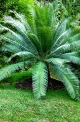 Die Sagopalmfarne, auch Cycas-Palmfarne genannt