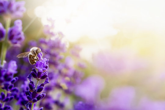 Fototapeta Pollination with bee and lavender with sunshine, sunny lavender
