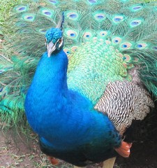 .......pavo real