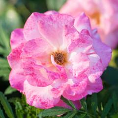 Pink rose close-up 
