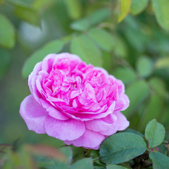 Pink rose flower