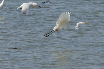 Airone bianco maggiore in decollo