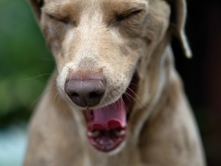 Hound