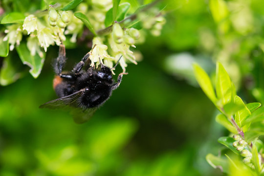 Bumblebee on spring hedgerow flowers collecting pollen nectar
