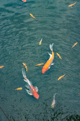 Many colorful KOI fishes in the pond