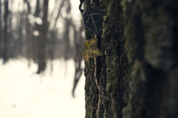 winter forest road with a distant man winter landscape background 