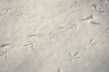 Pheasant bird prints in snow 