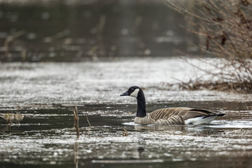 Goose swims in lake.