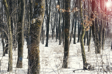 forest in winter time 