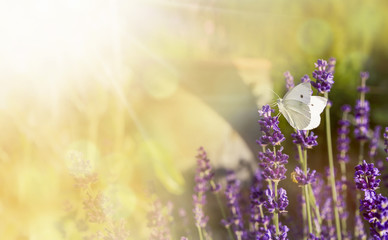 Lavender with butterfly and sunshine - 143336610