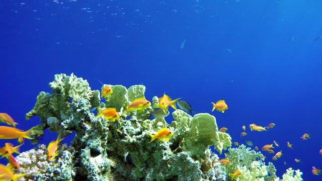 Coral reef, tropical fish. Warm ocean and clear water. Underwater world.
