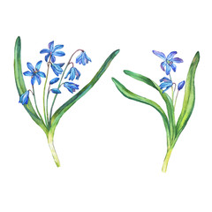 Fototapeta na wymiar Illustration of first spring wild flowers - Scilla bifolia blue forest flowers. Hand drawn watercolor painting on white background.