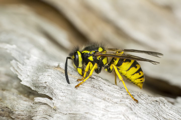 Median wasp (Dolichovespula) portrait - Stock Image