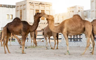 Photo sur Plexiglas Chameau Kamele am Kamel Markt des Souq Waqif in Doha, Katar
