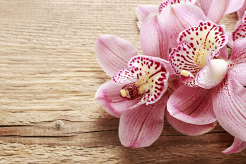 Beautiful pink orchid flowers on wood