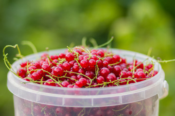 red currants in the bucket