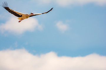 Flying white stork with blue sky