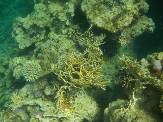 barriera corallina red sea © paolo