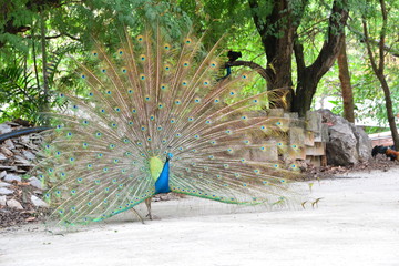 Obraz premium Portrait of beautiful peacock with feathers out