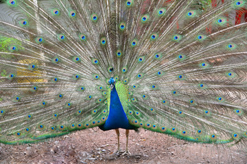 Obraz premium Portrait of beautiful peacock with feathers out