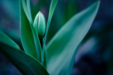 burgeon of tulip with soft focus and blurred background