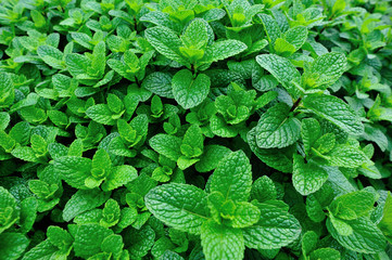 green mint plant in growth at vegetable garden