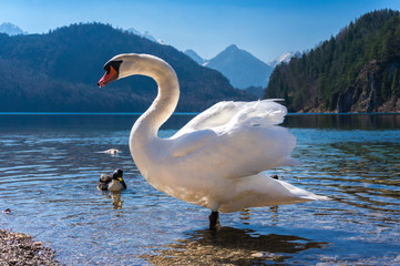 Bavarian swan