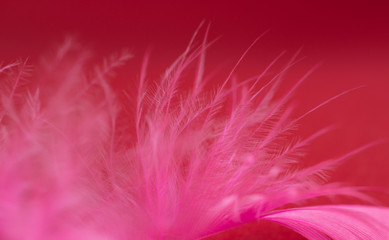 Pink feather on dark red background