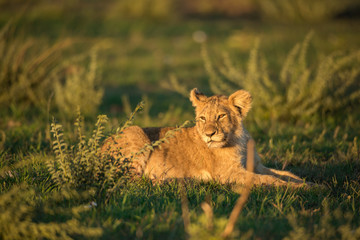 Lion cub